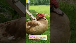 Muscovy Duck screenshot 3