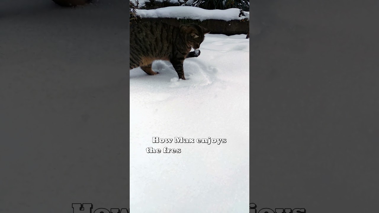 Funny moments on a cold day. ❄️😺 