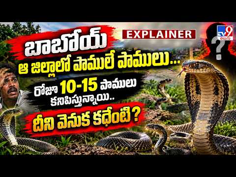 Explainer: బాబోయ్ ఆ జిల్లాలో పాములే పాములు...రోజూ 10-15 పాములు కనిపిస్తున్నాయి.. దీని వెనుక కథేంటి? - TV9