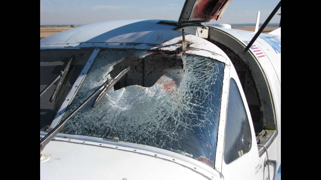 Разбитая стая. Лобовое стекло самолета. Попадание птиц в лобовое стекло самолета.