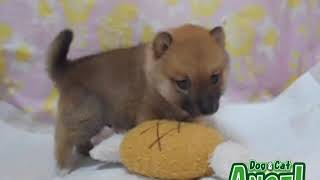 2001062 ペットショップ エンゼルお薦めの子犬子猫