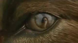 Official New Moon Trailer #4