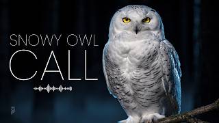 Snowy Owl — Real Calls Recorded in the Wild | Pure Arctic Sound