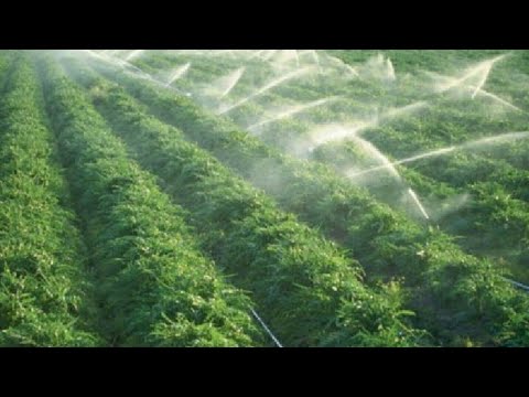 رش العدس بمبيدات الاعشاب العريضه والرفيعه في العدس