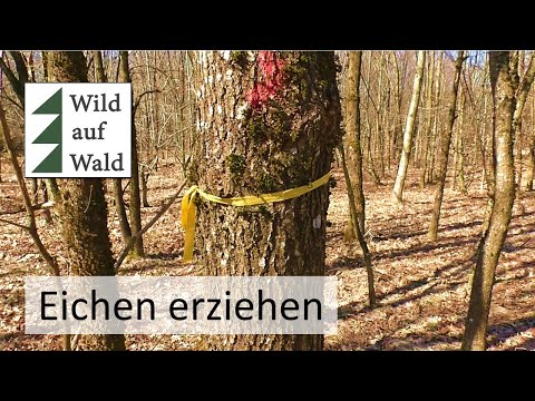 Video: Wie werden Laubwälder bewirtschaftet?