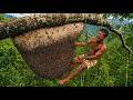 Better Than a Monkey? | Climbing a 100-Meter in Just 5 Minutes High for Wild Honey