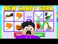 *NEW* CANDY CANNON CANDY Trades in Adopt Me!