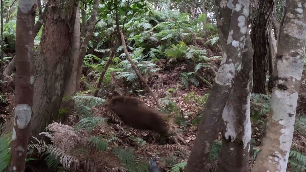 猟犬でイノシシ捕獲46（4月になったので捕獲期頑張ります）