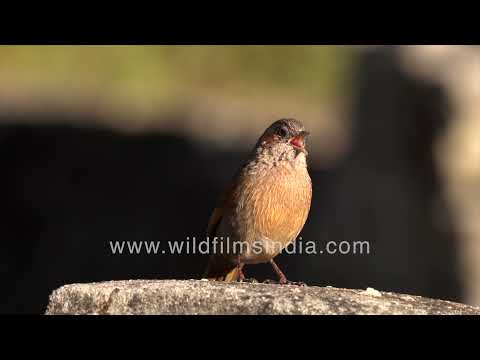 Streaked Laughingthrush perched on rocks and calling in its natural habitat