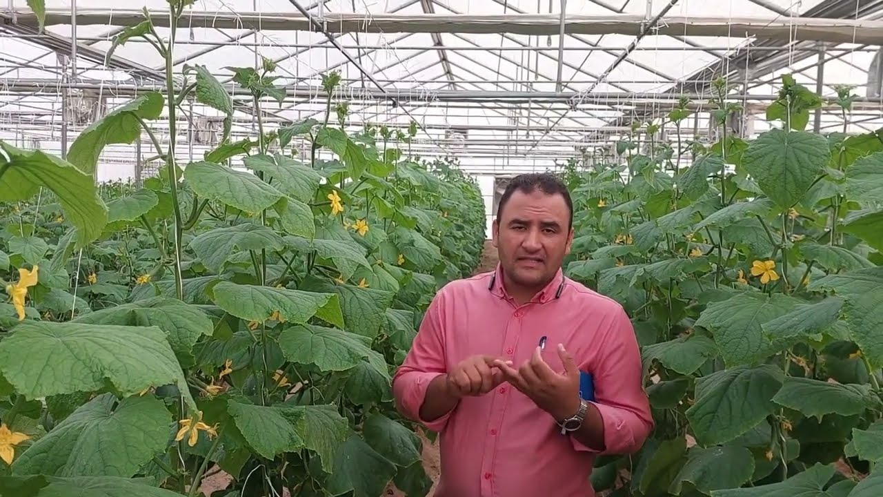 أمراض الخيارالفطريه(اعفان الجذور _لفحة الساق الصمغيه_البياض الزغبى والدقيقى_العفن الرمادى)وعلاجهم👌