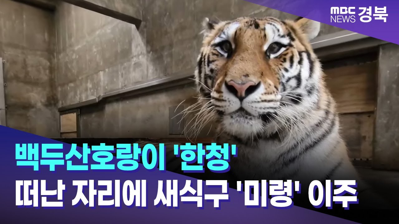 백두산호랑이 '한청' 떠난 자리에 새식구 '미령' 이주 / 안동MBC