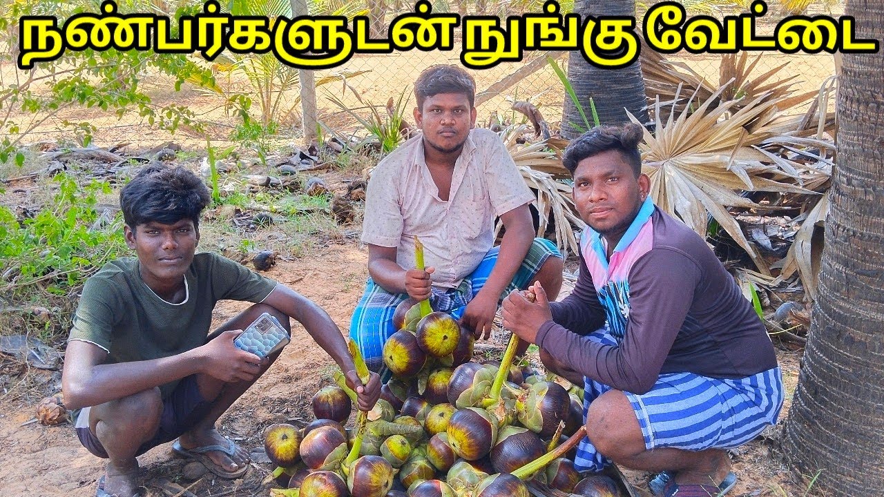 Hunting Palm Fruit and Eating with Friends | நுங்கு வேட்டை | Tender Palm Fruit | Saapattu Beeman
