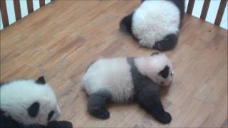 Giant Panda Walking Babies