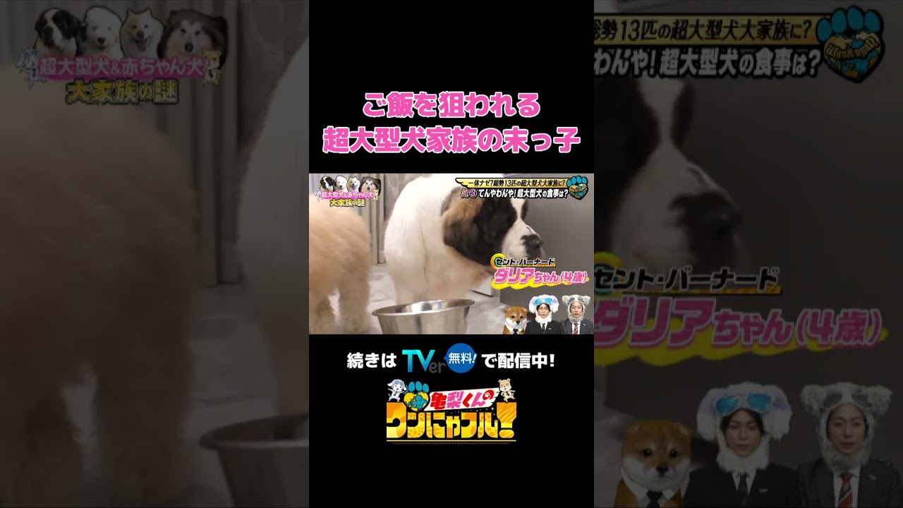 【狙われる末っ子🔫】超大型犬のてんやわんやな食事風景🐶🍽️