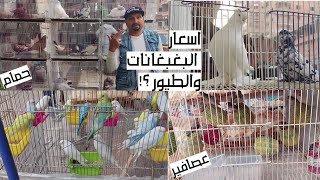 اسعار البغبغانات والعصافير واليمام والحمام فى محلات الحيوانات بالتفصييل ؟!..