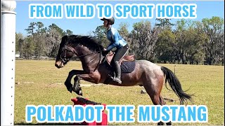 Journey of a Wild Devil’s Garden Mustang | Wild to Sporthorse