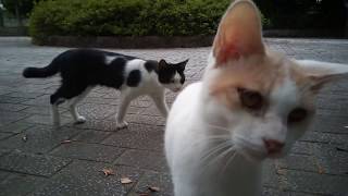 薄三毛猫一家で唯一の人見知り猫ちゃんがちょっとだけ近付いて来た。