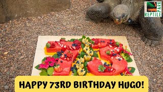 Hugo the Galapagos Tortoise Turns 73! | Australian Reptile Park