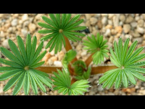Video: Palm leaf Oxalis Care: Tips on growing Oxalis Palmifrons