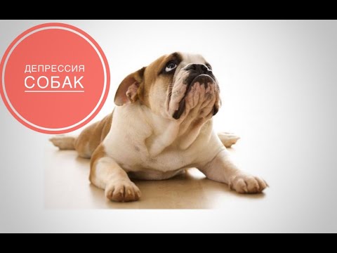 Видео: Как лечить потрескавшийся нос на собаке