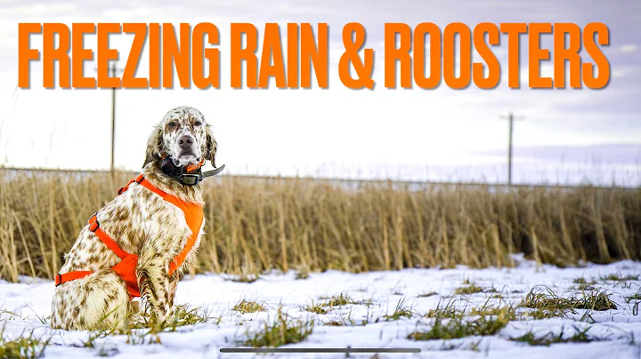 Freezing Rain & 50mph Winds | South Dakota Pheasant Limit | Part 2