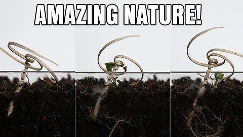 Self burying mechanisms in seed | E - Seed technology | Erodium cicutarium survival 🌿