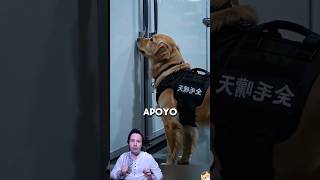 Golden Retriever salvó a una Chica de morir Congelada