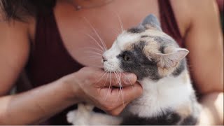 How to Help Neighborhood Cats