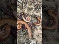 🙀 wow millipedes prank #insects #millipede #funny #puppy #prank #shorts #crab #frogs #animals #ants