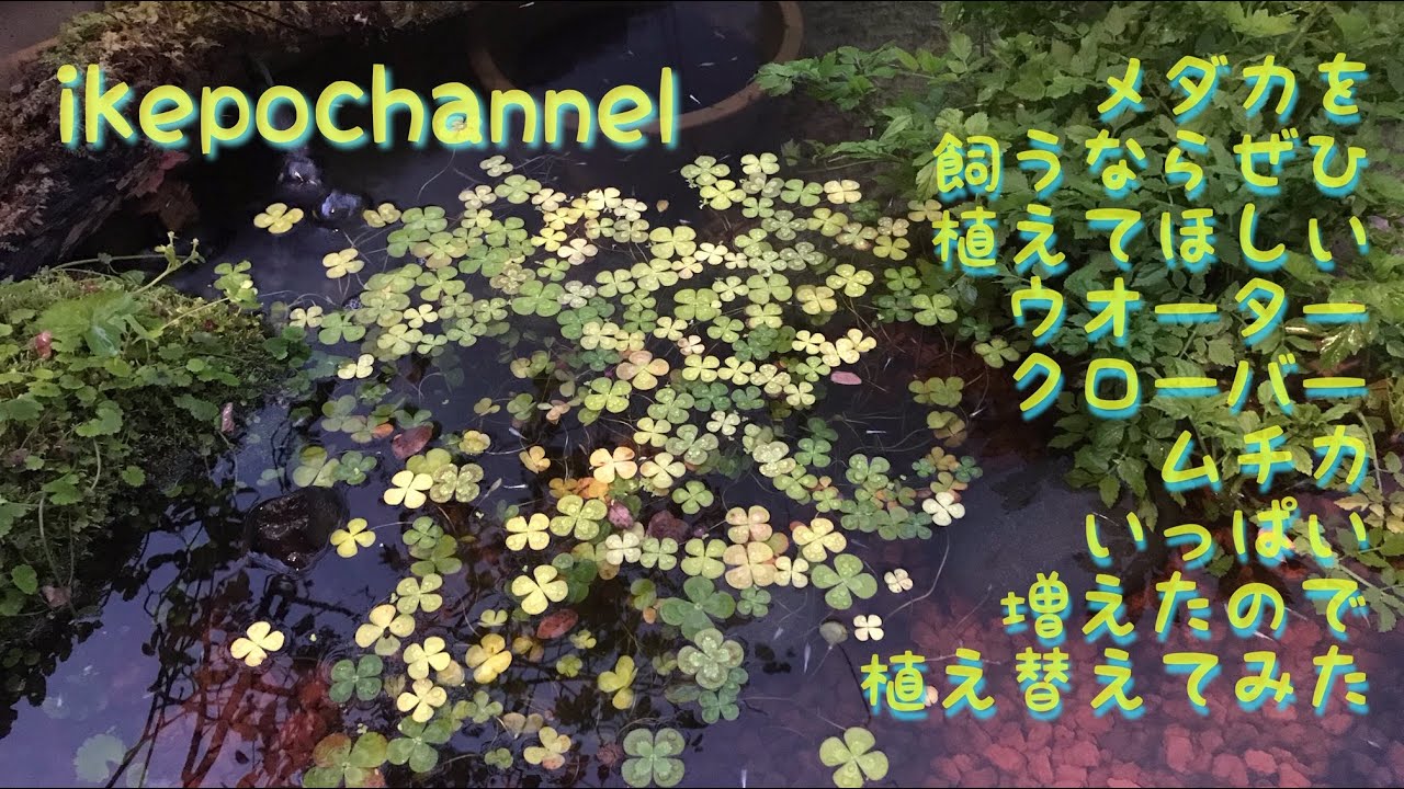 メダカを飼うならぜひ植えてほしいウオータークローバー ムチカ いっぱい増えたので植え替えてみた Diyで庭にビオトープを作りました ガーデニングの庭にも取り入れてほしい水上の四葉のクローバー Youtube