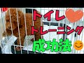 【トイレトレーニング/第1回】子犬がケージ内だと成功するのに外に出すと失敗。色々試した結果我が家の解決法はこれでした！