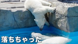 Polar Bears waking up寝起きとひとりズッコケ
