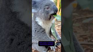 Peak Animal Knowledge 2📘🪱 #shorts #animals #storytime #memes