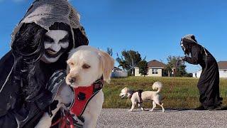 Monster takes dog for a walk 🐕🧟‍♀️