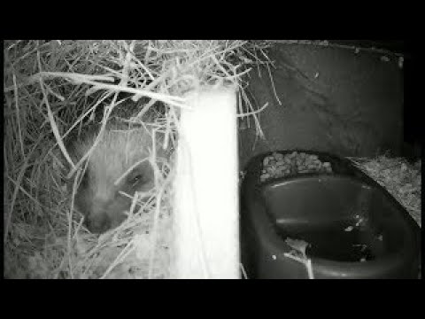Hedgehogs Live - Norwich UK - 2025-07-22