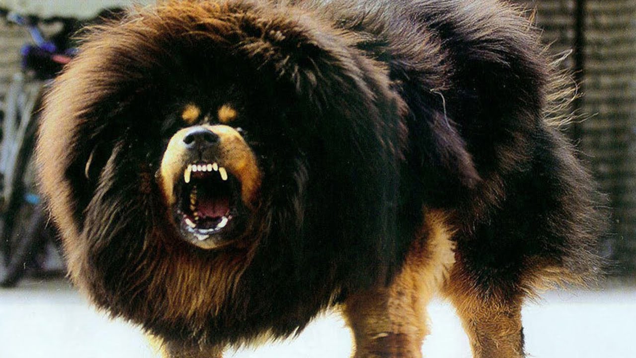 Dunyanin En Pahali 10 Kopek Irki World S Most Expensive 10 Dog Breed Youtube