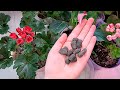 СДЕЛАЙ это СЕЙЧАС с ГЕРАНЬЮ, ВНЕСИ органику и даже чахлый куст оживет, позеленеет и ЗАЦВЕТЕТ!