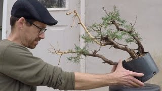 Bonsai: Collected Material Update: Fall 2016