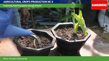 Agricultural Crops Production NCII- Performing ASexual Plant Propagation (DIVISION & SEPARATION)