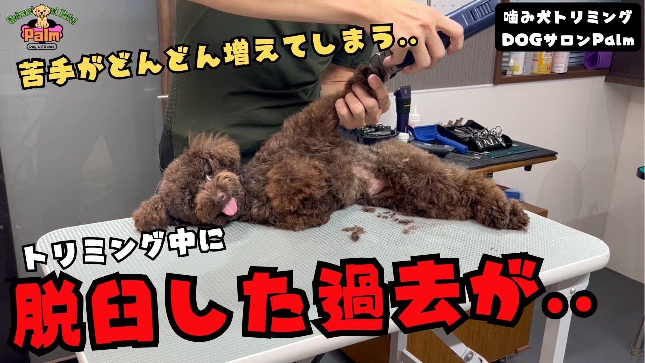 他店では鎮静剤を使用してトリミング？トイプードルの噛み犬トリミング！！