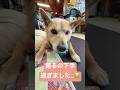 夢之丞🐕🫶🫶🫶🫶