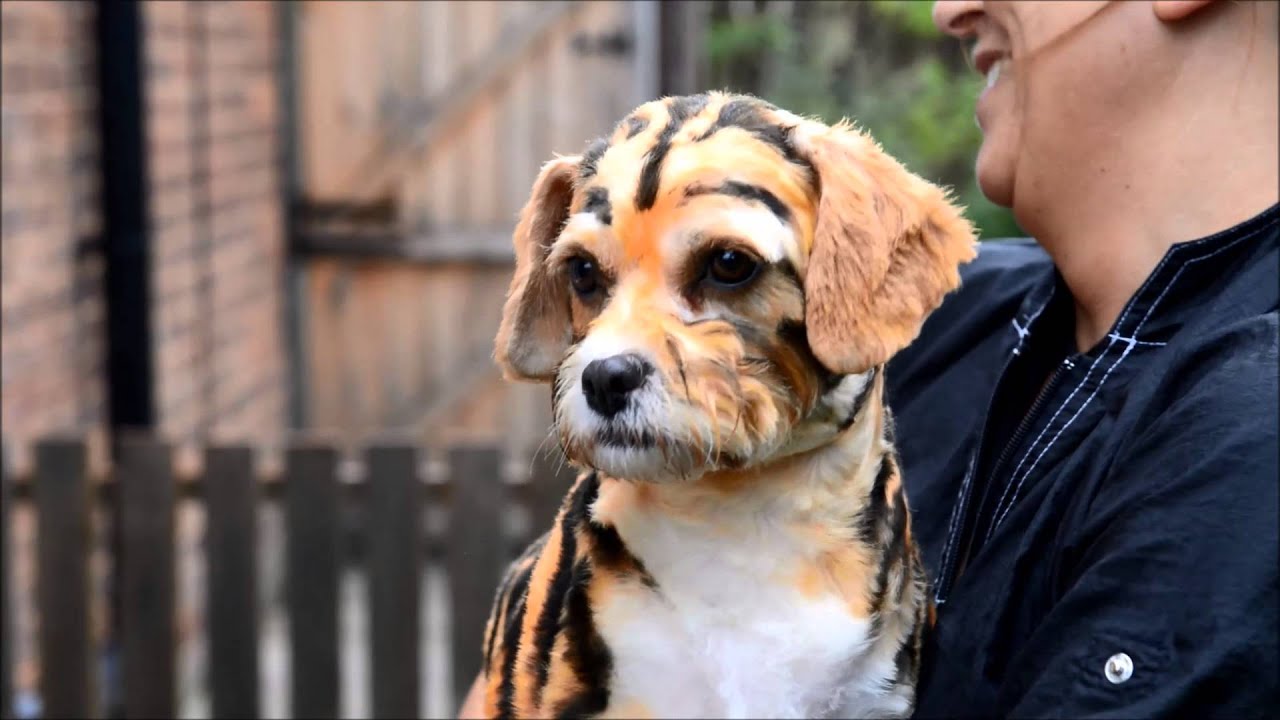 dog that looks like a tiger