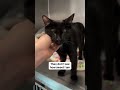 my cat is so sick please can you help me #catsrule #catblogger #viralvideo #viral #uk #USA #catwatch