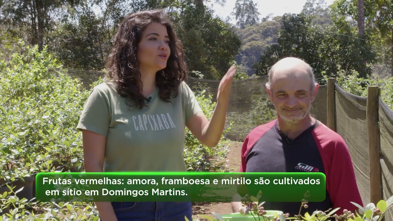 Frutas vermelhas: amora, framboesa e mirtilo são cultivados em sítio em Domingos Martins