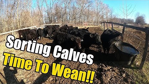 Sorting Calves...Time To Wean!!