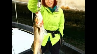 シーバスがよく釣れるスポット！東神奈川の海で80㎝のシーバス（スズキ）釣り！！