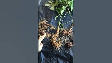 5 củ sâm Ngọc linh chuẩn rừng già Kon Tum giá yêu thương lắm chốt đón Tết gọi 0377965679 e Nguyệt