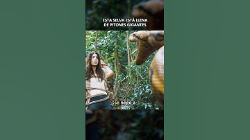 Esta selva está llena de pitones gigantes #peliculas #resumen