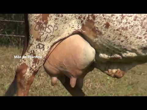 LOTE 01 PRENHEZ SEXADA DE FÊMEA GREGÓRIA FIV DO BASA X EDANK TE JABAQUARA