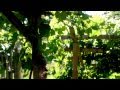 The Grape Arbor The Grape Arbor